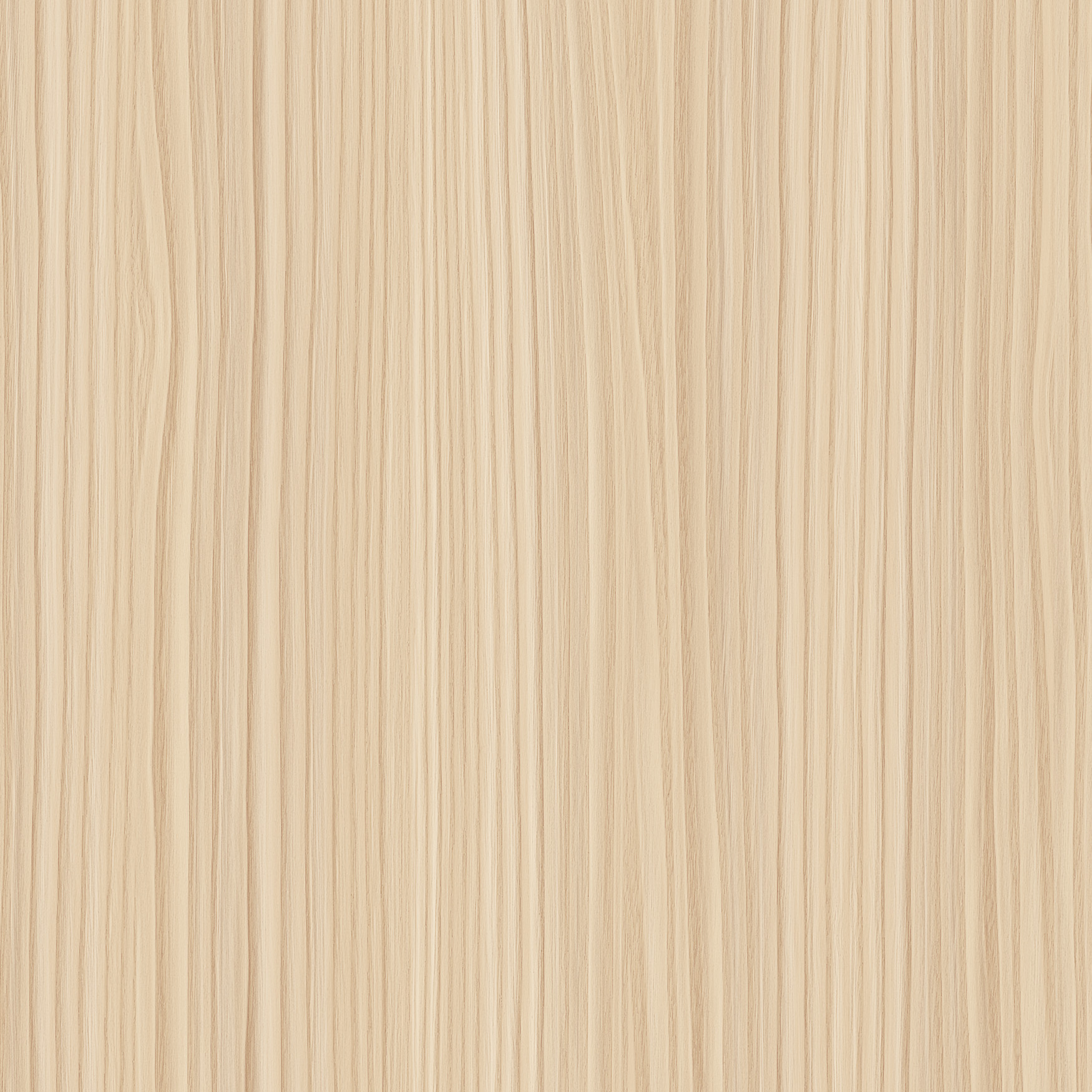 金絲栗木